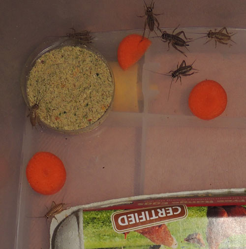 Cricket King - Caring For Crickets, How To Keep Your Crickets Happy And  Healthy! Feeding Crickets | Water For Crickets | Storing Crickets