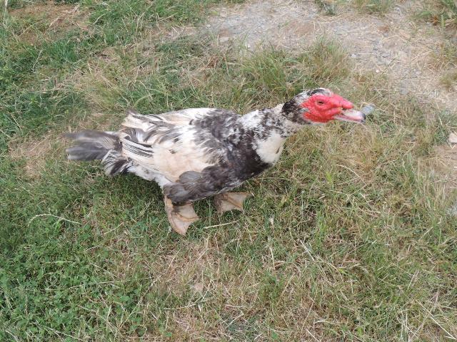 duck waiting for live crickets