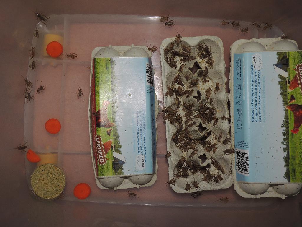 live cricket box with food
