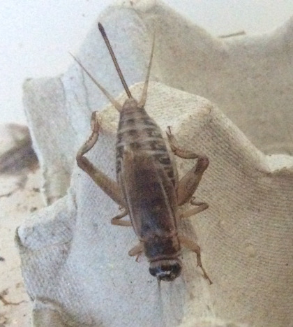 live-cricket-on-egg-carton