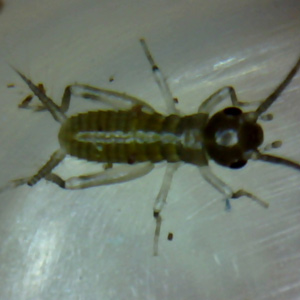 live pinhead cricket