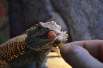 Hungry bearded dragon eating live cricket