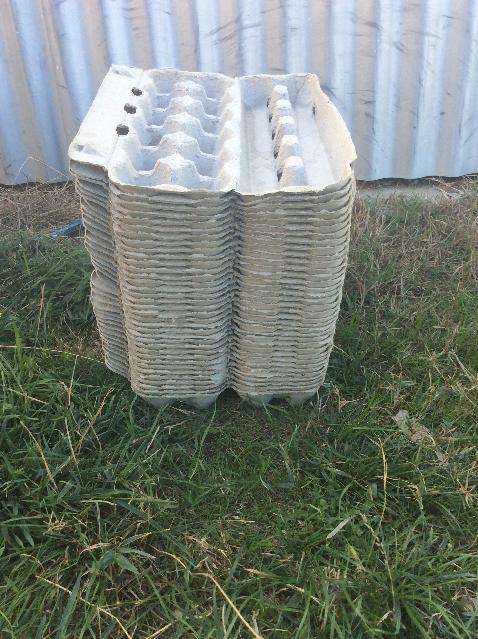 stack of egg cartons for housing live crickets