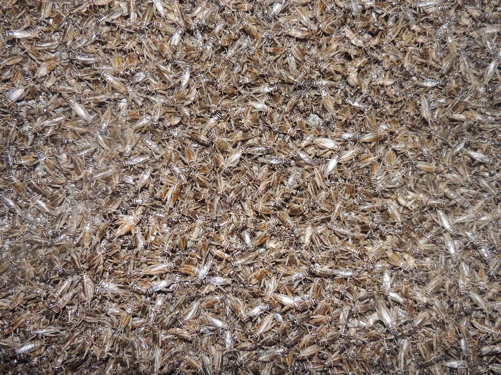 thousands of live crickets